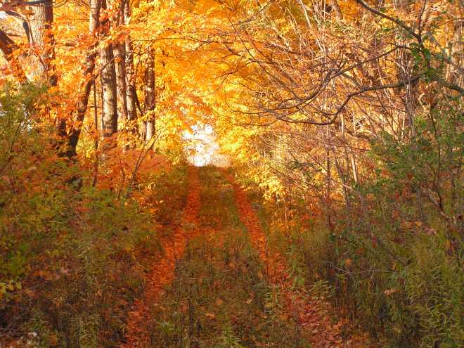 KONICA MINOLTA DIGITAL CAMERA